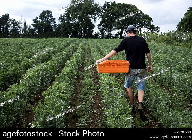 Man walking through a vegetable field, carrying orange plastic crate