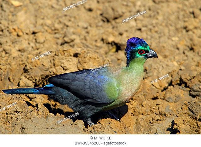 Purple-crested turaco, Violet-crested turaco, Purple-crested Lourie (Musophaga porphyreolopha, Tauraco porphyreolophus, Gallirex porphyreolophus)