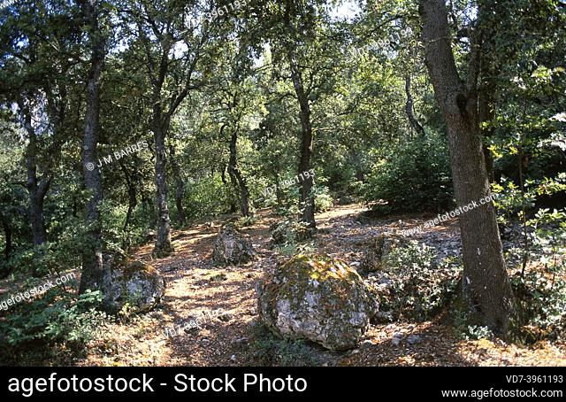 Evergreen oak (Quercus ilex ballota or Quercus ilx rotundifolia) is an evergreen tree native to Mediterranean basin (Iberian Peninsula and northwestern Africa)