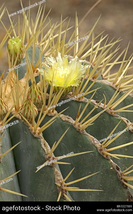 Cactus (Ferocactus glaucescens)