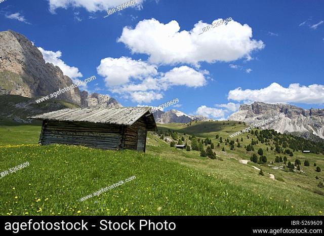 Alpine pasture on the Seceda, Val Gardena, Dolomites, Trentino South Tyrol, Italy, Europe