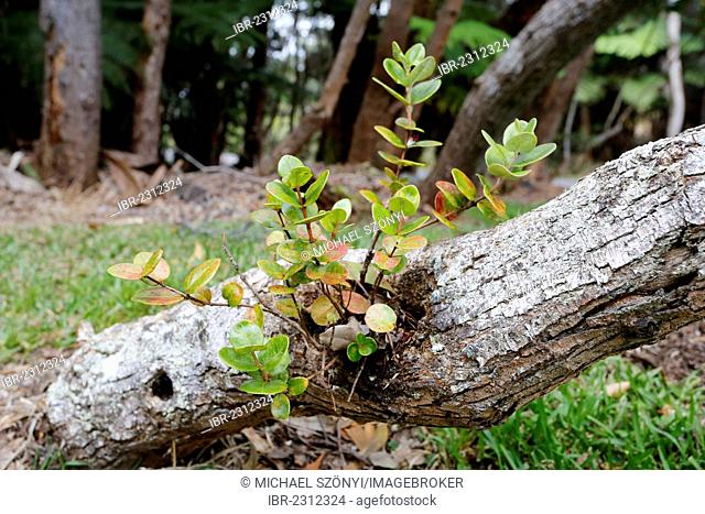 Symbiosis between koa (Acacia koa) and ohi?a lehua (Metrosideros polymorpha), Big Island, Hawaii, USA
