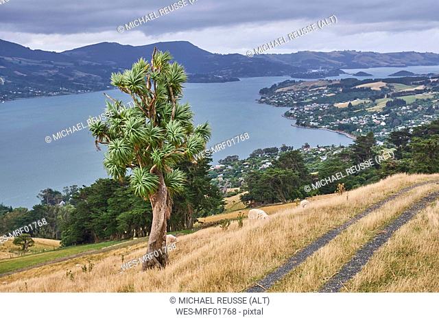 New Zealand, South Island, Dunedin, Otago Peninsula