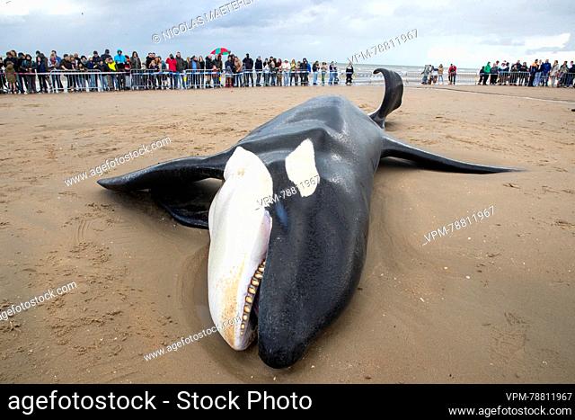 Illustration picture shows the body of an orca, in De Panne, Sunday 29 October 2023. The orca was spotted off the coast of Koksijde around 10am on Sunday...