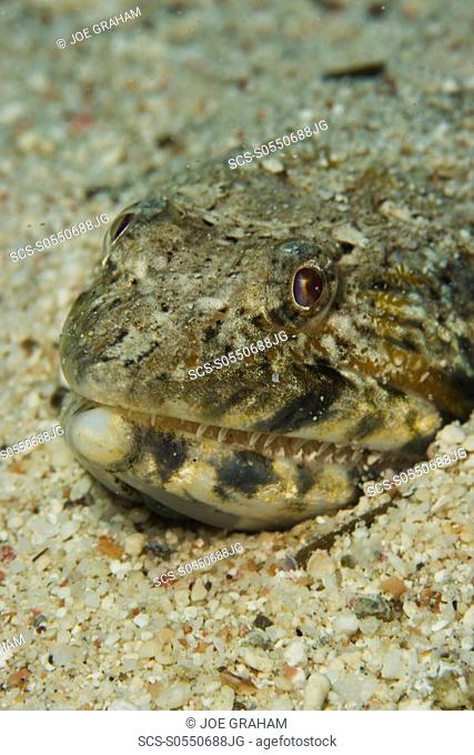 Clearfin lizardfish Synodus dermatogenys half buried in the sand red Sea, Egypt