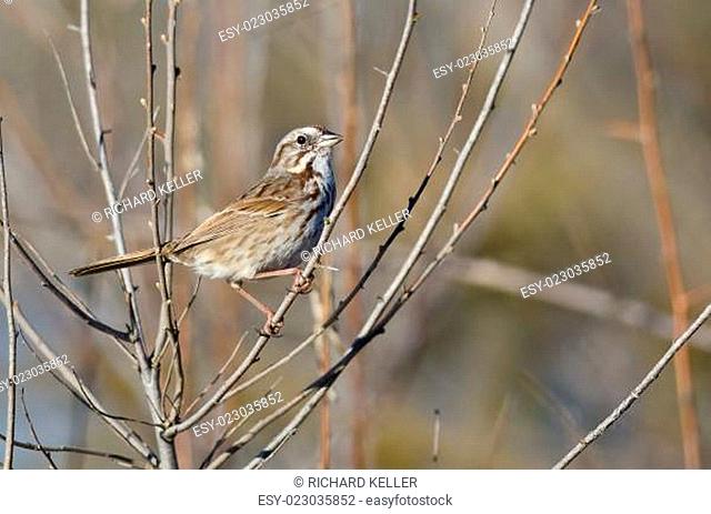 Song Sparrow Perched in a Tree