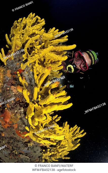 Scuba diver and Yellow Sponges, Aplysina cavernicola, Vela Luka, Korcula Island, Dalmatia, Adriatic Sea, Croatia