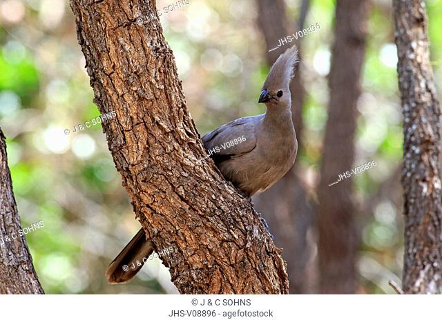 Grey Lourie, (Corythaixoides concolor), adult on tree, Kruger Nationalpark, South Africa, Africa