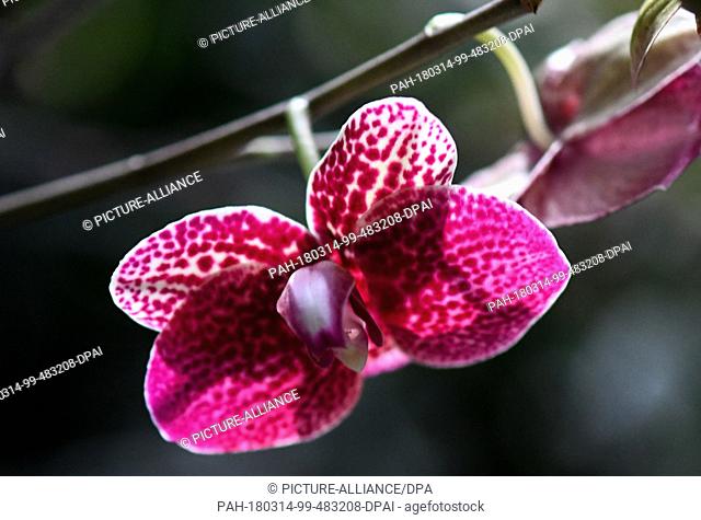 13 March, Germany, Mainau: A Phalaenopsis-Hybrid orchid blossoms in the palm house at the Lake Constance island Mainau. The flowering island informs about the...