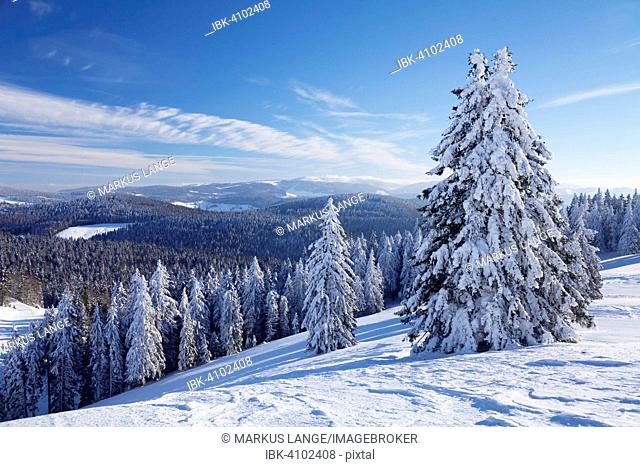 View of Feldberg, winter landscape, Belchen, Black Forest, Baden-Württemberg, Germany