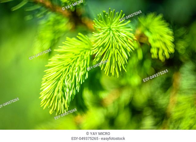 young sprout of spruce, natural forest background