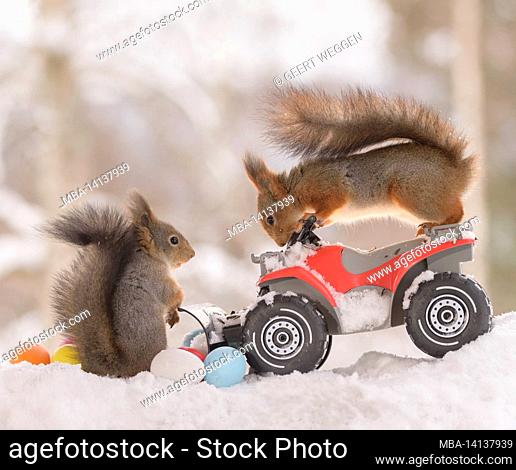 red squirrels are standing on an snow shovel with eggs