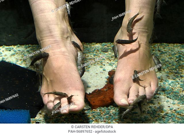 Small fish (Garra Rufas) nibble the feet of a customer in the 'Garra Rufa Lounge' in Kiel, Germany, 23 September 2014. These fish areperforming pedicures in an...