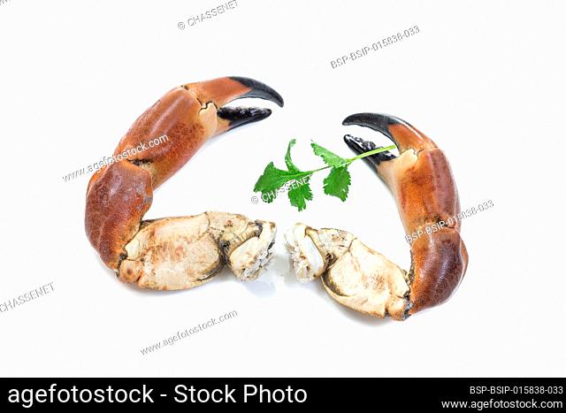 Two Cooked pincers from crab. Isolated on white background