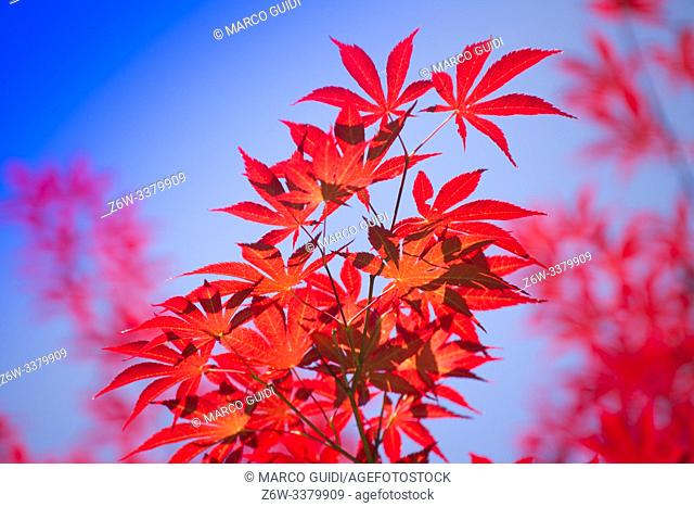 The bright color of the red maple leaves flung against the blue sky