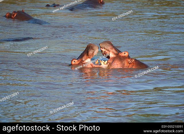 Hippo Hippopotamus amphibious Africa Safari Portrait. High quality photo
