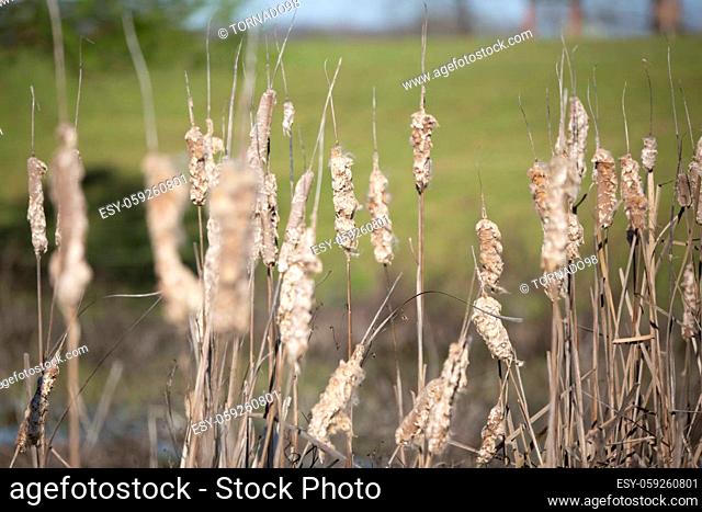 Dried bulrushes at the edge of a swamp
