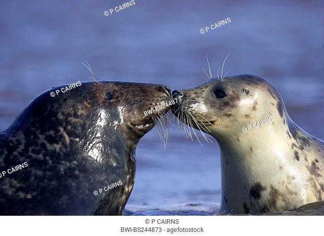 gray seal Halichoerus grypus, pair of sub-adults at the beach pressing their noses against each other, United Kingdom, England, Lincolnshire