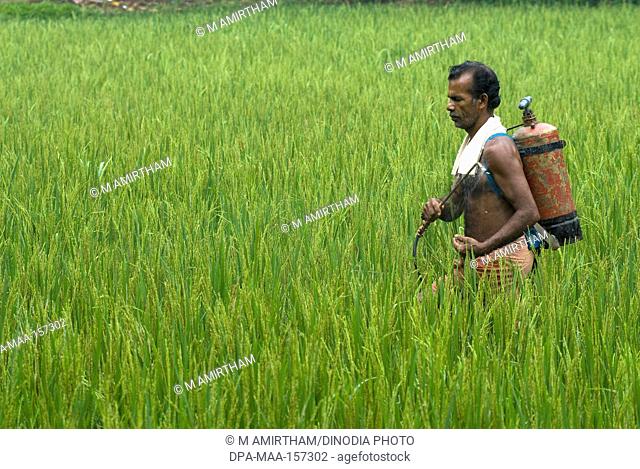 Man spraying pesticide ; rice field ; Mannarsala ; Kerala ; India