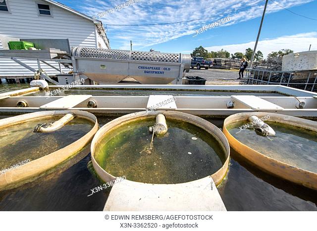 Water treatment equipment for oyster farming, Hoopers Island, Maryland