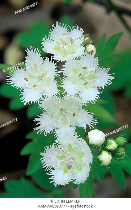 White Fringed Phacelia (Phacelia fimbriata) Smoky Mt. Natl Park - Tennessee