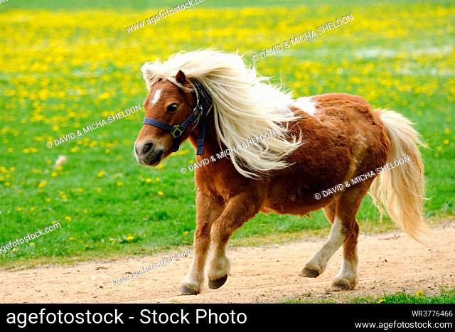 Shetland pony running