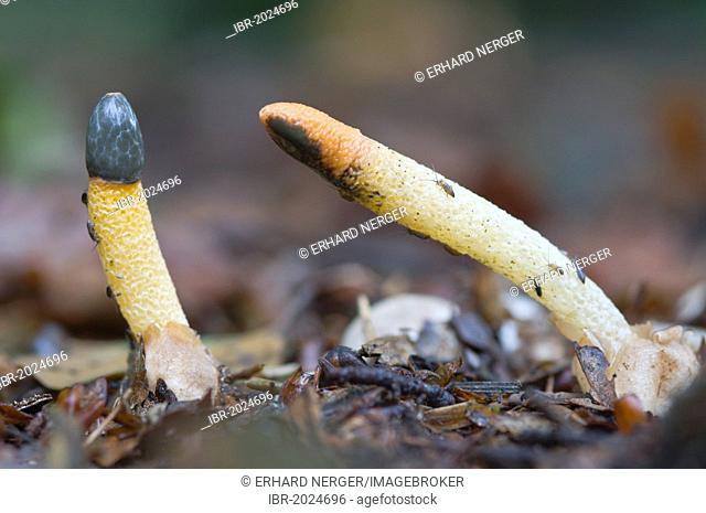 Dog Stinkhorn (Mutinus caninus) fungus, Tinner Loh, Haren, Emsland, Lower Saxony, Germany, Europe
