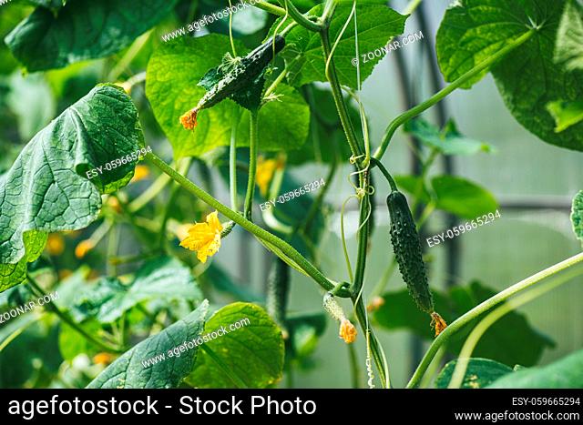 young cucumbers in the greenhouse. The concept of isolation and subsistence farming