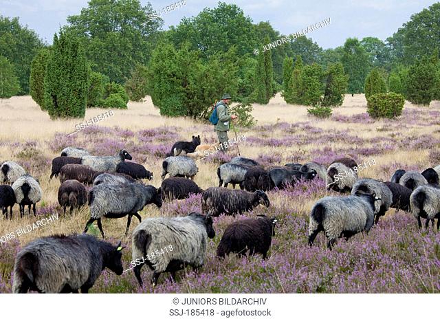 Heidschnucke, German Grey Heath. Shepherd with dogs and sheep. Lueneburg Heath, Lower Saxony, Germany