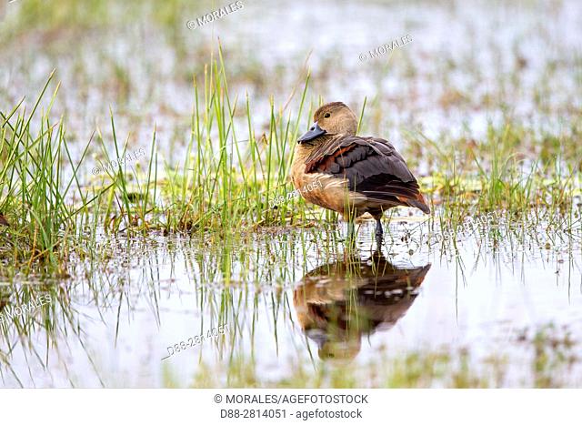 Sri Lanka, Northwest Coast of Sri Lanka, Wilpattu national patk, Lesser whistling duck (Dendrocygna javanica), on the ground,