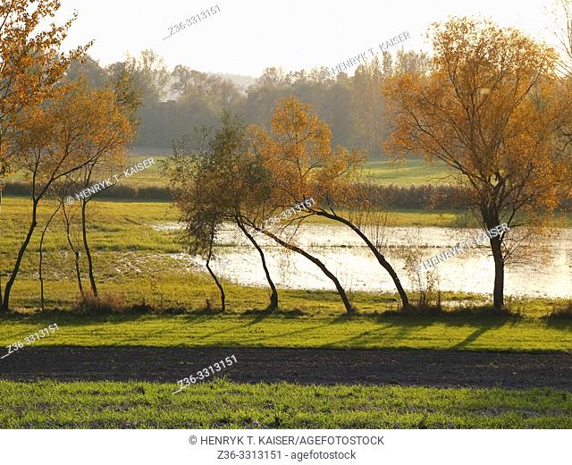 Landscape with trees by a lake in Lasser Poland