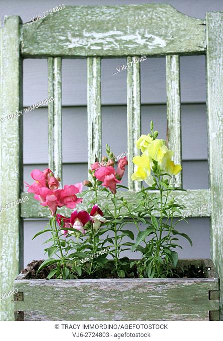 Floral Showers Snapdragons in a weathered wooden chair planter