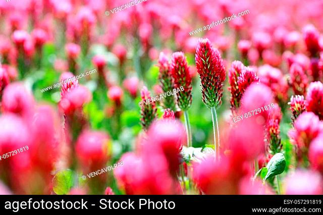 Field of flowering crimson clovers (Trifolium incarnatum) close up. Spring season
