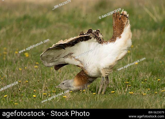 Great Bustard (Otis tarda) adult male, stretching wings, released in reintroduction project, Wiltshire, England, United Kingdom, Europe