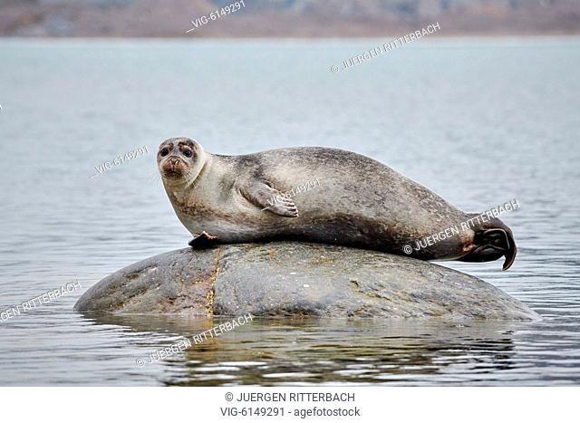 harbor seal (Phoca vitulina), Svalbard or Spitsbergen, Europe - , Svalbard, 24/06/2018