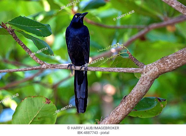 Great-tailed grackle (Quiscalus mexicanus), male, sitting on a branch, Manuel Antonio National Park, Puntarenas Province, Costa Rica