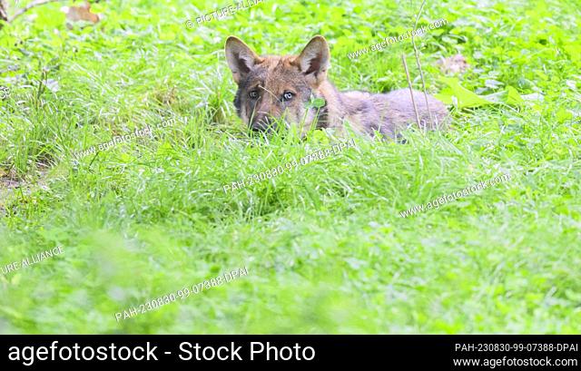 29 August 2023, Lower Saxony, Springe: A young wolf lies in the enclosure at the Wisentgehege Springe. The Eurasian wolves in the zoo had offspring in May