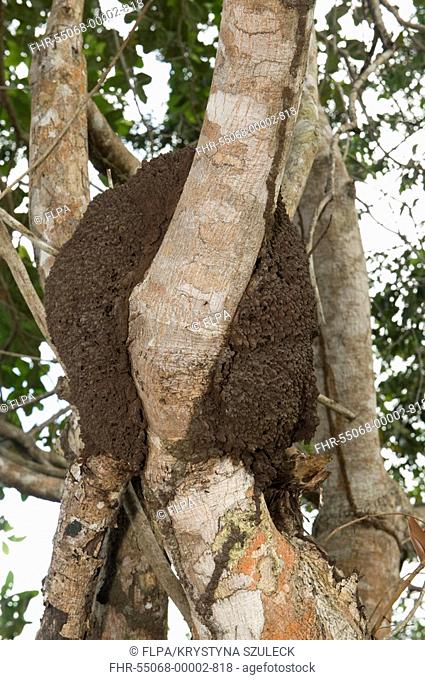 Jatoba Hymenaea courbaril branches, with termite nest, Iwokrama Rainforest, Guiana Shield, Guyana, october