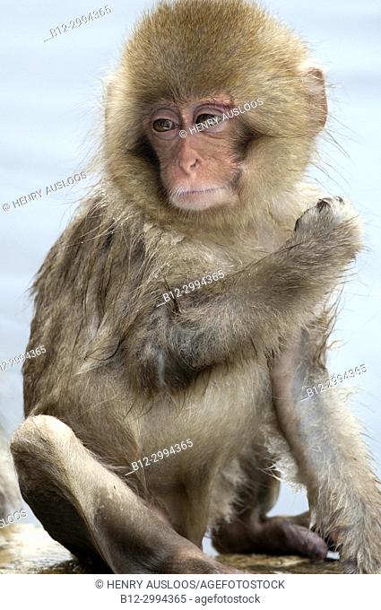 Japanese macaque or snow japanese monkey, young (Macaca fuscata), Japan