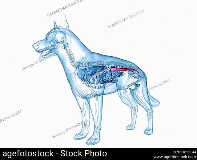 Dog colon, computer illustration