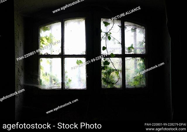 PRODUCTION - 21 July 2022, Schleswig-Holstein, Kiel: Plants grow through an overgrown window into the original kitchen from the imperial era in the former...