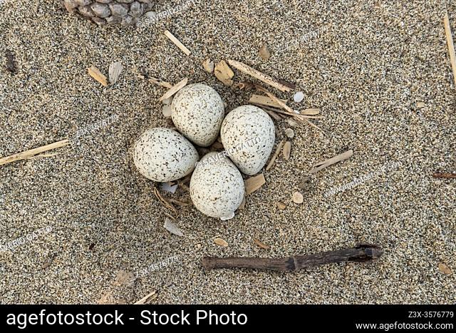 Nest of Little Ringed Plover (Charadius dubius), Close-up of a nest with four eggs, Campania, Italy