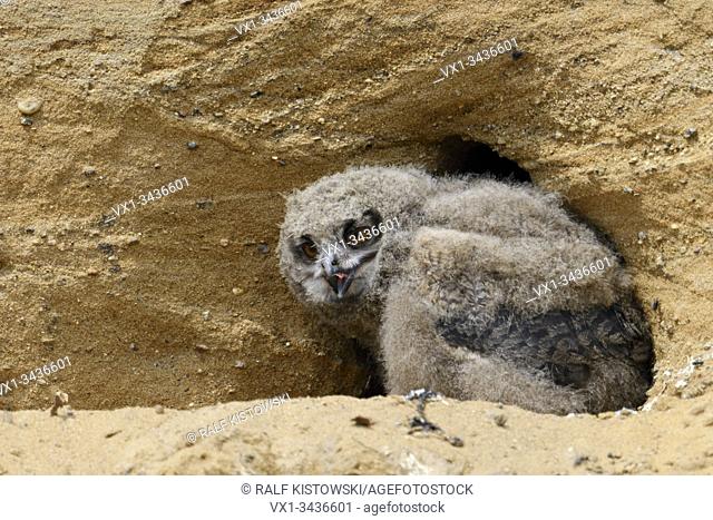 Eurasian Eagle Owl ( Bubo bubo ), young chick, sitting in front of its nest site in a sand pit, wildlife, Europe.