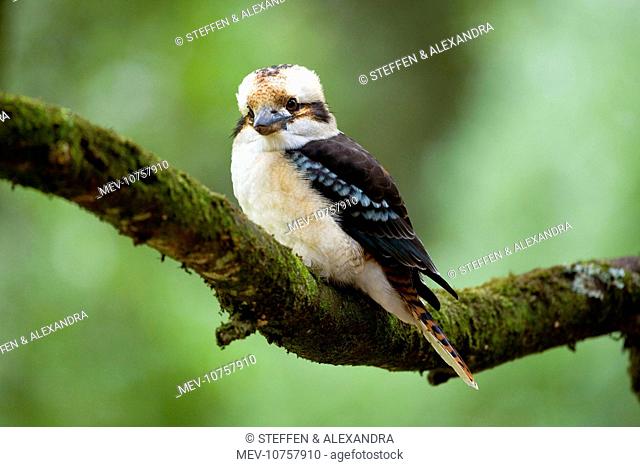 Laughing Kookaburra - front view of an adult Laughing Kookaburra sitting on a moss-covered branch in temperate rainforest (Dacelo novaeguineae)