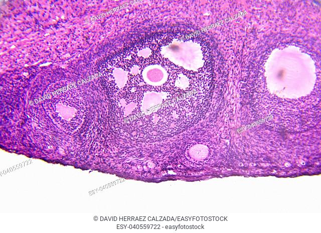 micrograph of ovary showing primordial, primary and secondary follicles isolated on white background