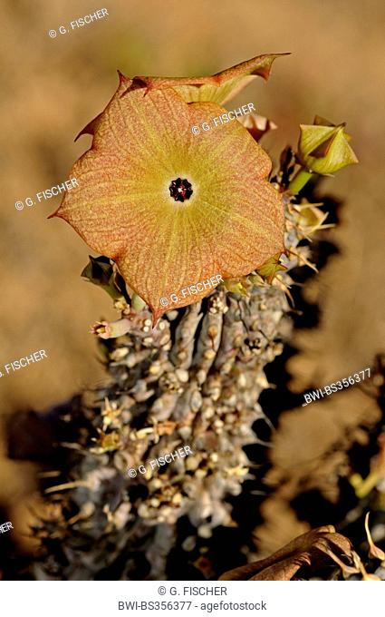 Hoodia Cactus (Hoodia gordonii), blooming, South Africa, Richtersveld National Park