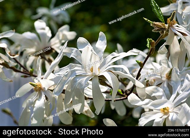 Blooming star magnolia (magnolia stellata) in the botanical garden