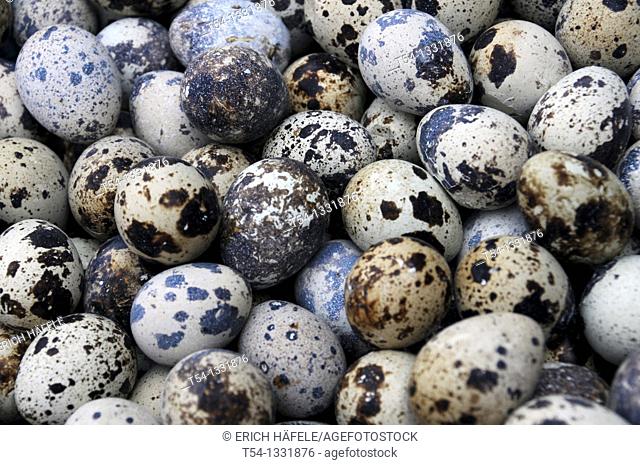 Bird eggs at a market in Bangkok