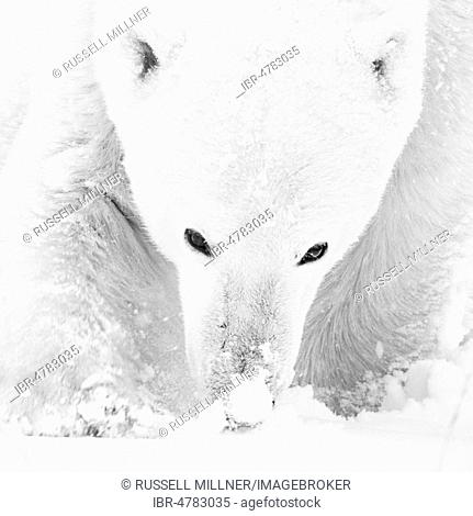 Polar bear (Ursus maritimus), male smells the snow, closeup, West Hudson Bay, Churchill, Manitoba, Canada