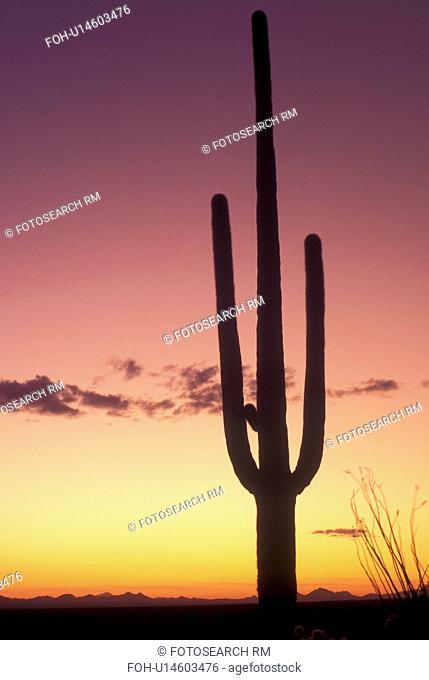 Saguaro National Park, AZ, Arizona, Saguaro Cactus, sunset